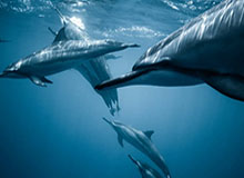 半岛体育：把热爱变成日常的运动生活方式